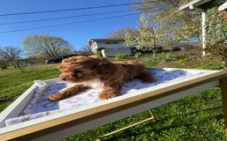 Toy Poodle dogs for sale: Maxi - Image 13