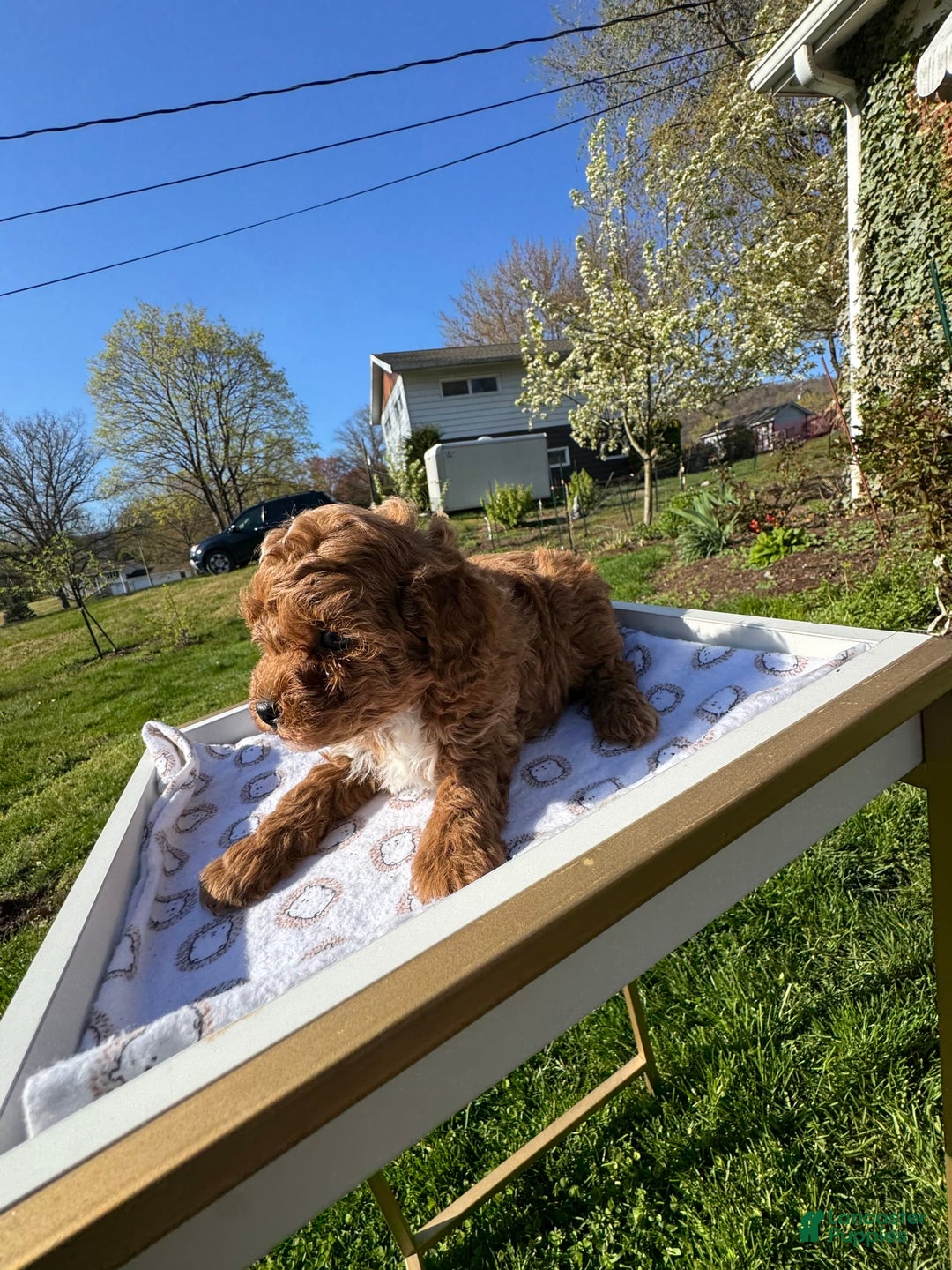 Toy Poodle dogs for sale: Maxi - Image 13