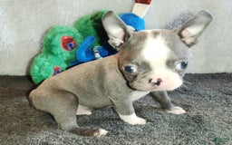 Boston Terrier dogs for sale: Marty - Image 1