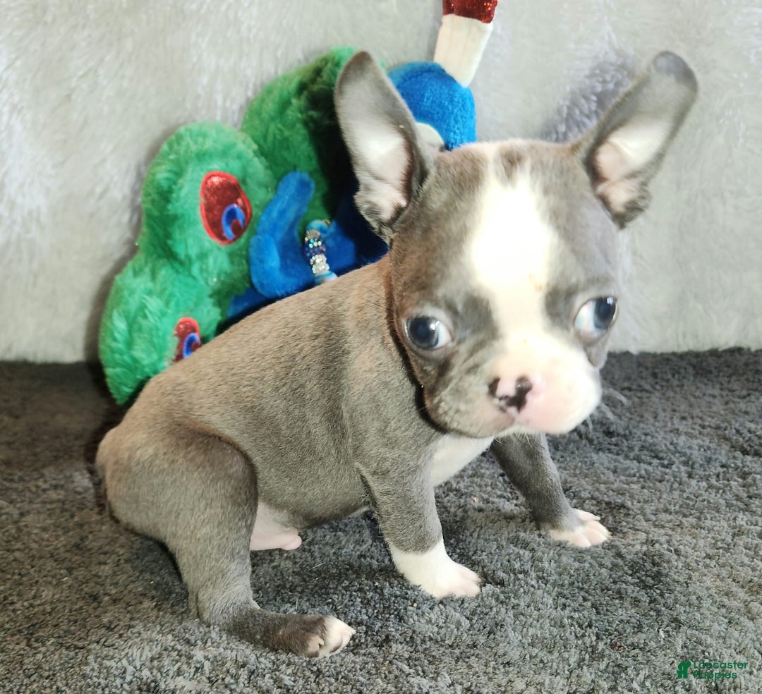 Boston Terrier dogs for sale: Marty - Image 1