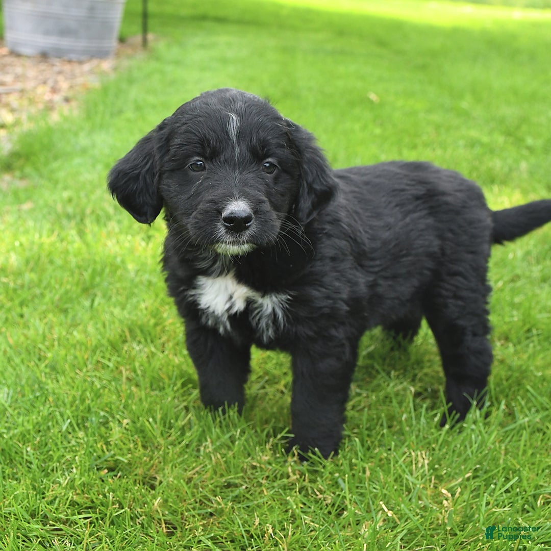 Australian Shepherd dogs for sale: Brandy - Image 5