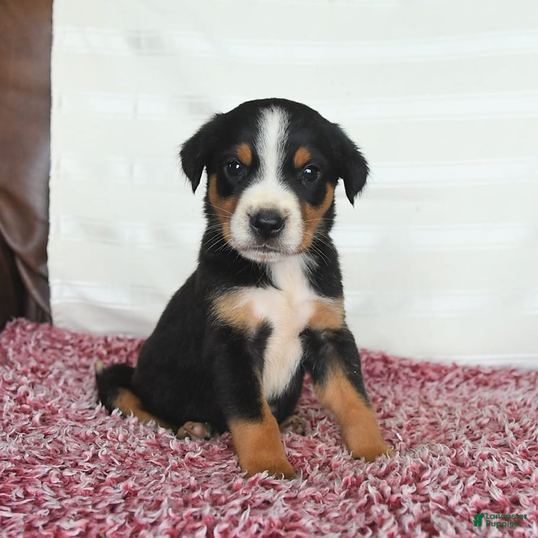 Greater Swiss Mountain Dog dogs for sale: Harvey - Image 8