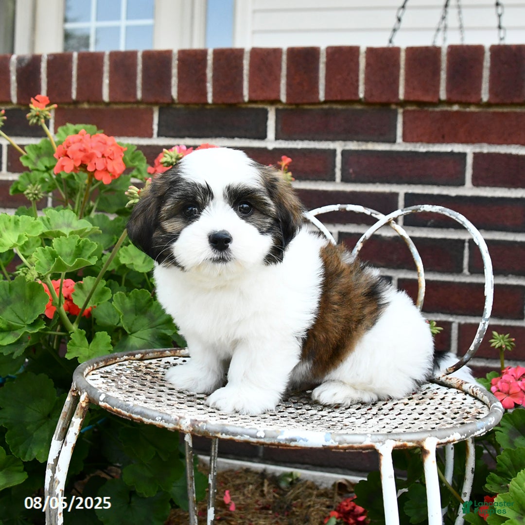 Malshi dogs for sale: Dandy - Image 1