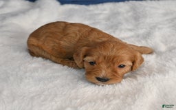 Cavapoo dogs for sale: Cavapoo 6 puppies - Image 22