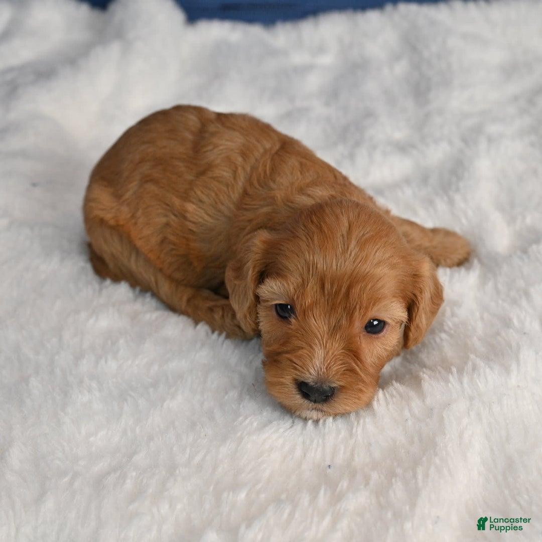 Cavapoo dogs for sale: Cavapoo 6 puppies - Image 22