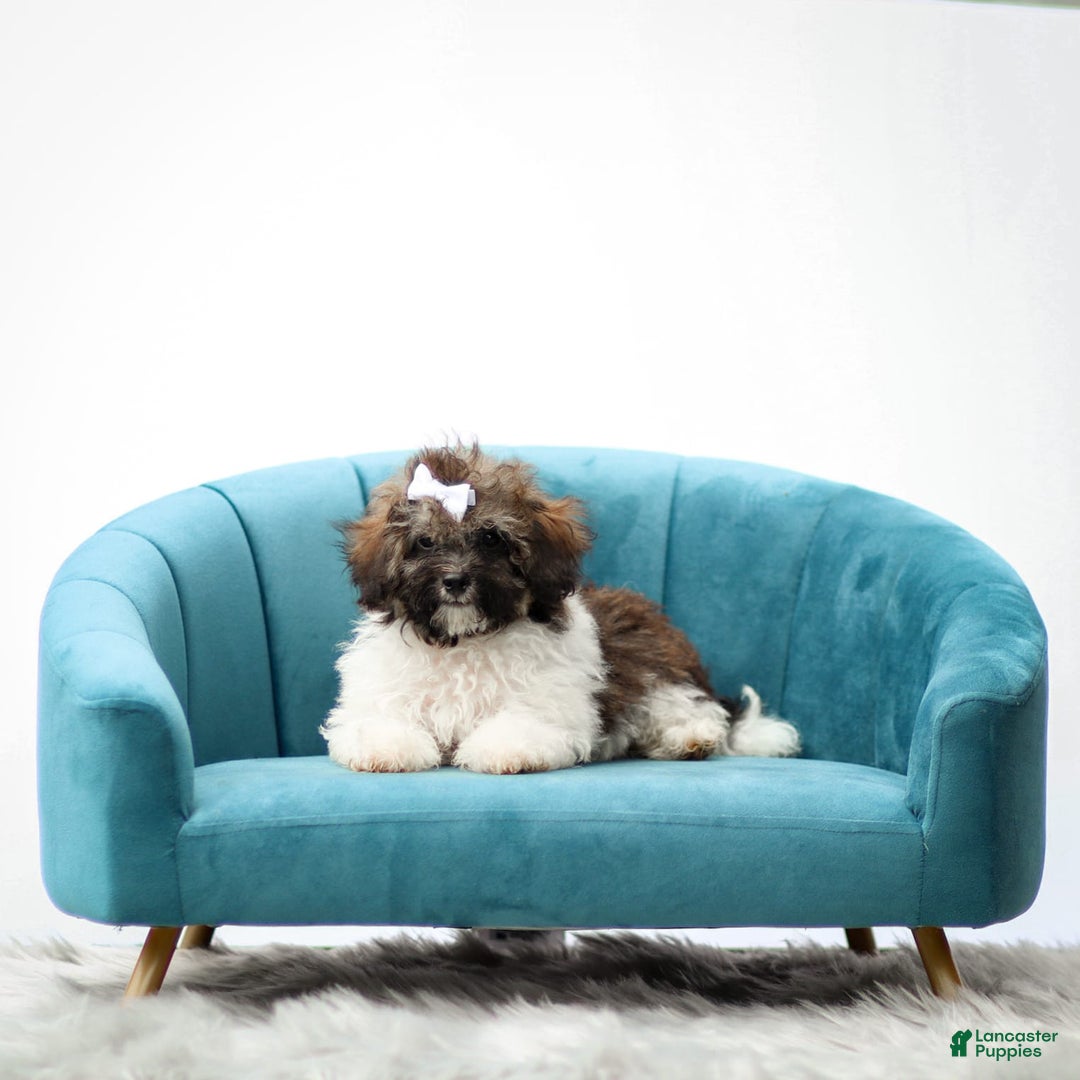 Miniature Poodle dogs for sale: Loki - Image 3