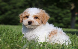 Bichpoo dogs for sale: Nick - Image 5