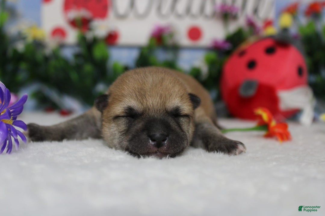 Shiba Inu dogs for sale: Larry - Image 52