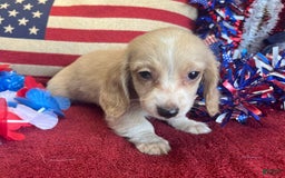 Miniature Dachshund dogs for sale: debbie - Image 4