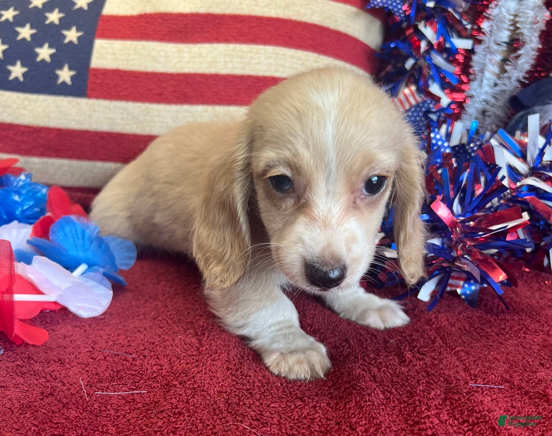 Miniature Dachshund dogs for sale: debbie - Image 4