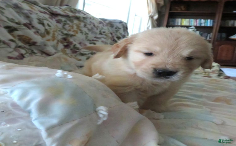 Golden Retriever dogs for sale - Ad 1