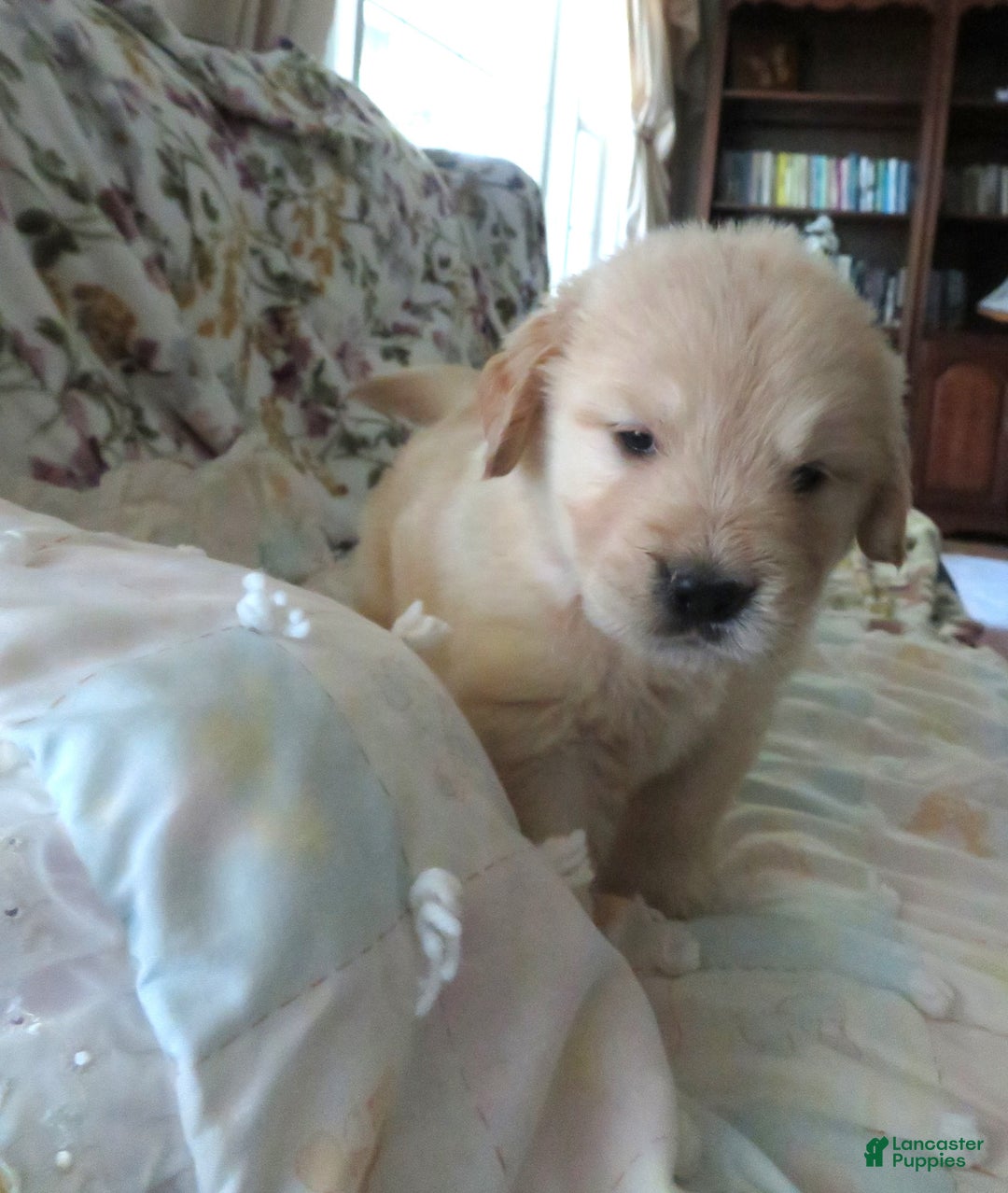 Golden Retriever dogs for sale: Erin - Image 1