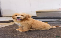 Goldendoodle dogs for sale: Goldendoodle 6 puppies - Image 5