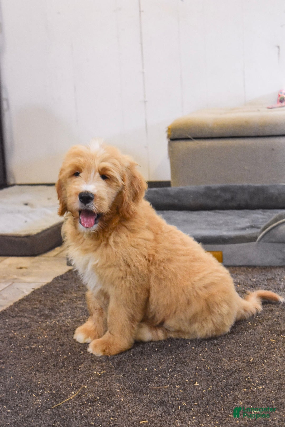 Goldendoodle dogs for sale: Goldendoodle 6 puppies - Image 5