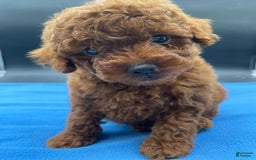 Toy Poodle dogs for sale: Rojo - Image 2