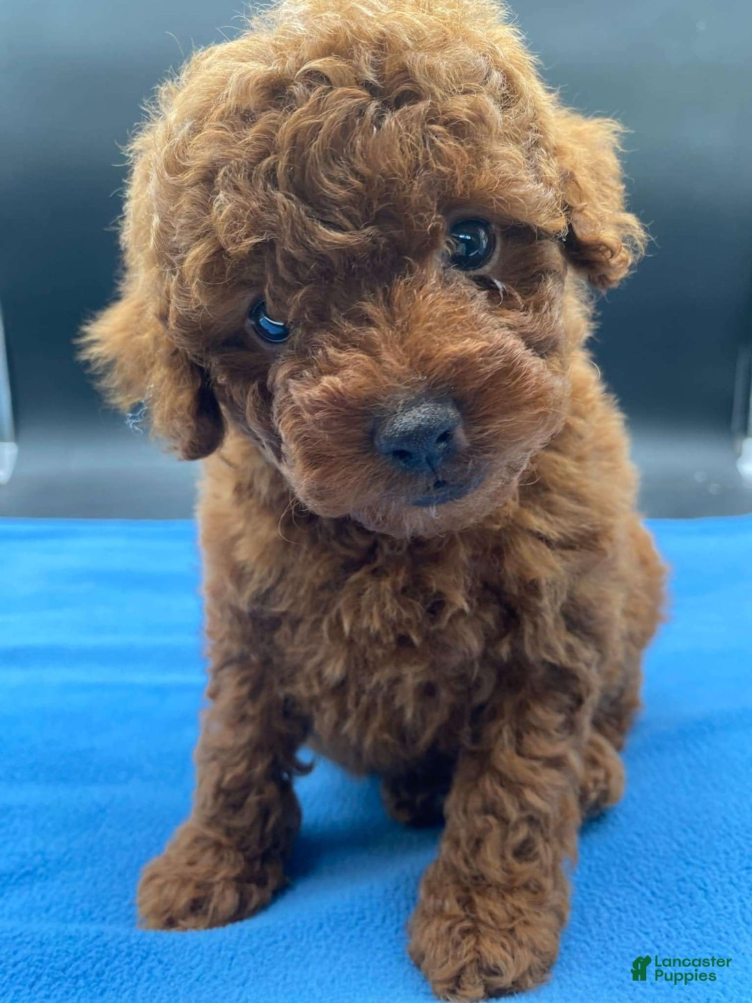 Toy Poodle dogs for sale: Rojo - Image 2