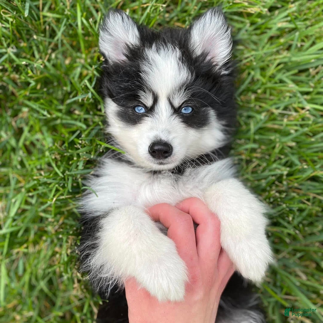 Pomsky dogs for sale: Luffy - Image 14