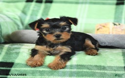 Yorkshire Terrier dogs for sale: Lulu - Image 3