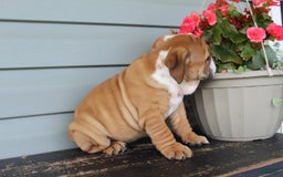 English Bulldog dogs for sale: River - Image 10
