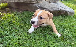 American Pit Bull Terrier dogs for sale: Helga - Image 23