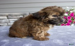 Shorkie dogs for sale: Enzo - Image 2