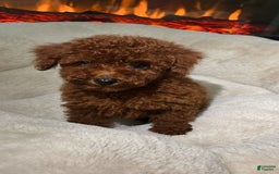 Toy Poodle dogs for sale: Luna - Image 3