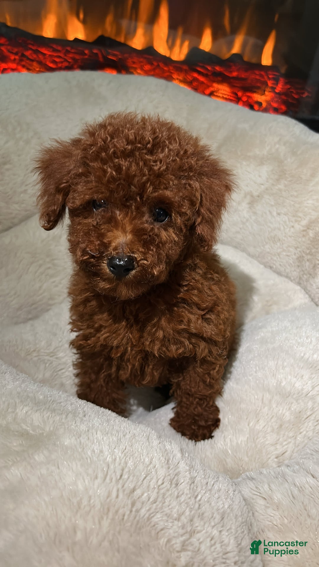 Toy Poodle dogs for sale: Luna - Image 3