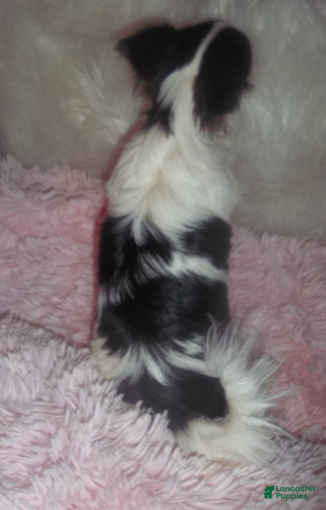 Chihuahua dogs for sale: Full Akc Rose - Image 7