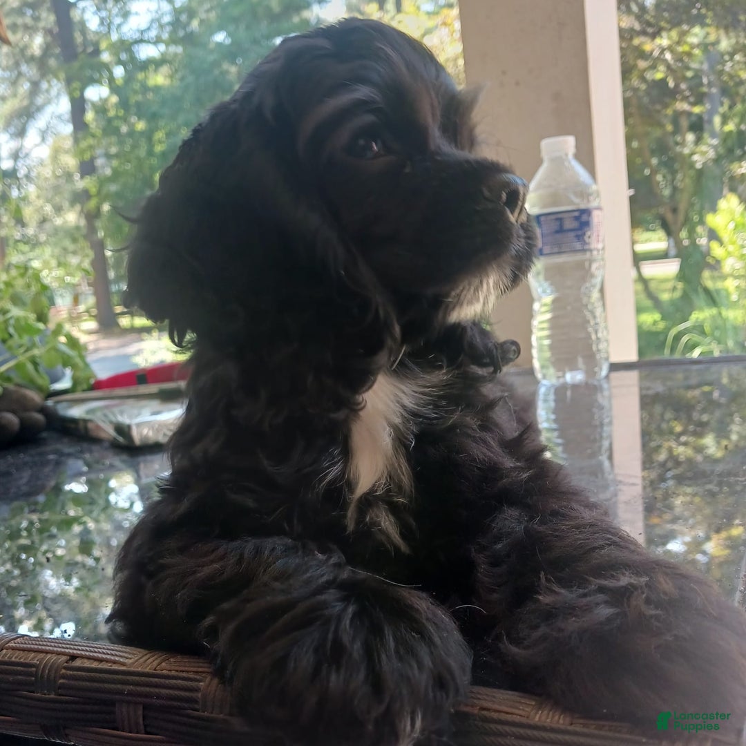 Cocker Spaniel dogs for sale: Cocker Puppy - Image 2