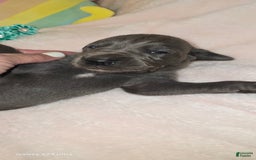 Great Dane dogs for sale: Sky - Image 14