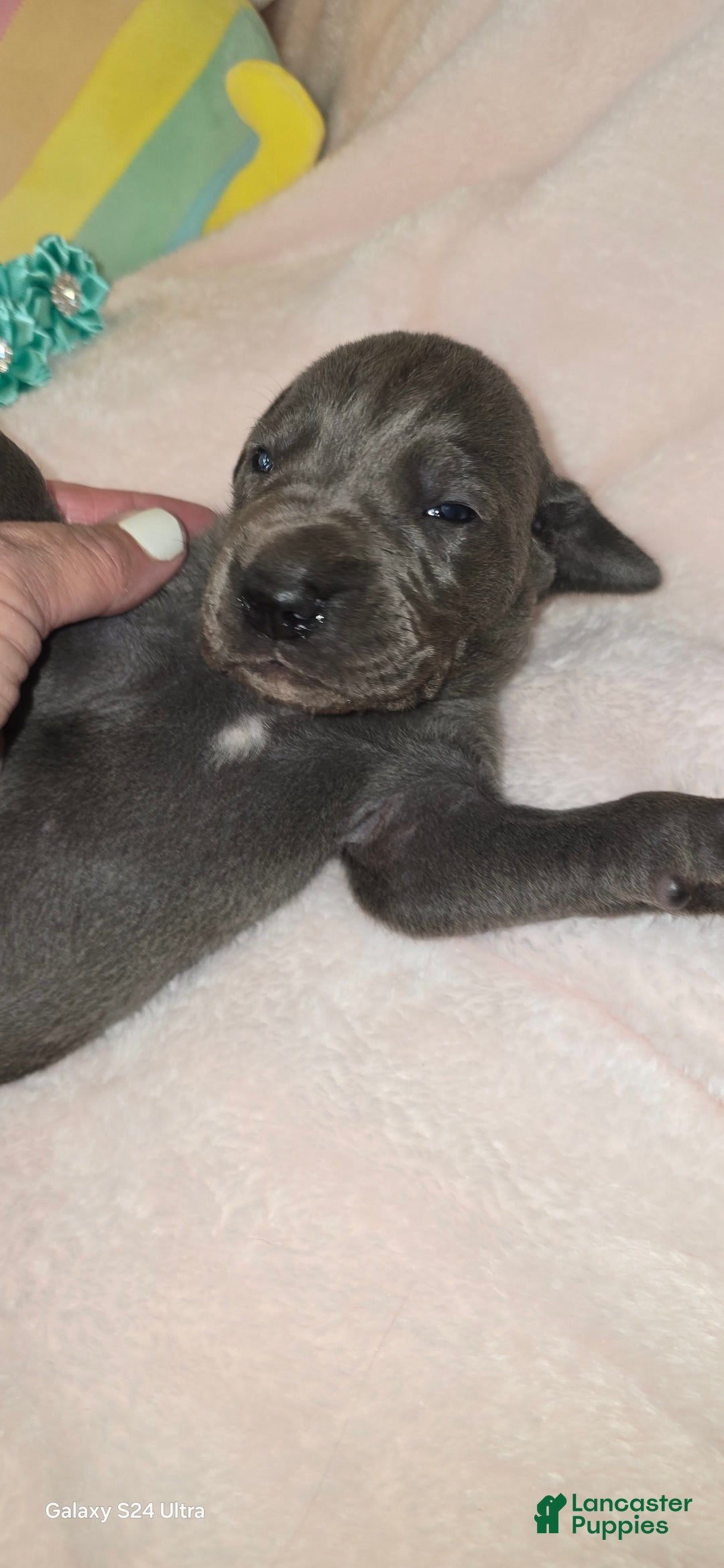 Great Dane dogs for sale: Sky - Image 14