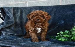 Mini Goldendoodle dogs for sale: Lacey - Image 10