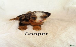 Mini Bernedoodle dogs for sale: Cooper - Image 5