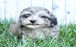 Havapoo dogs for sale: Carson - Image 9