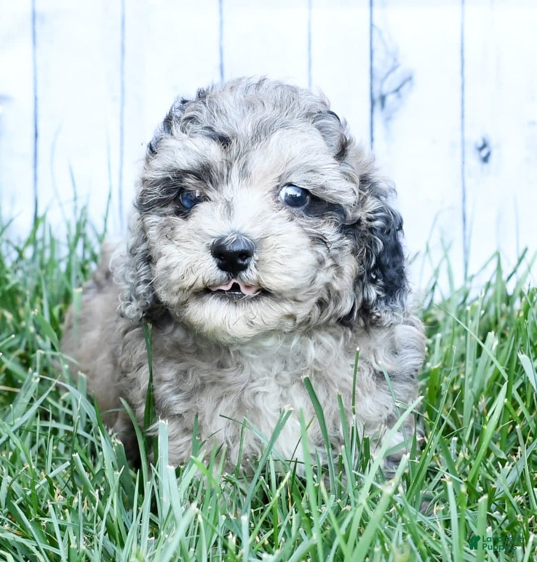 Havapoo dogs for sale: Carson - Image 9
