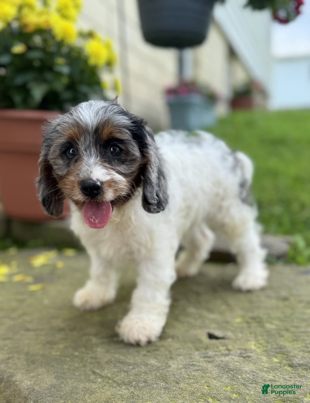 Cavapoo dogs for sale: Violet - Image 2
