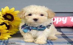 Maltipoo dogs for sale: Max - Image 6
