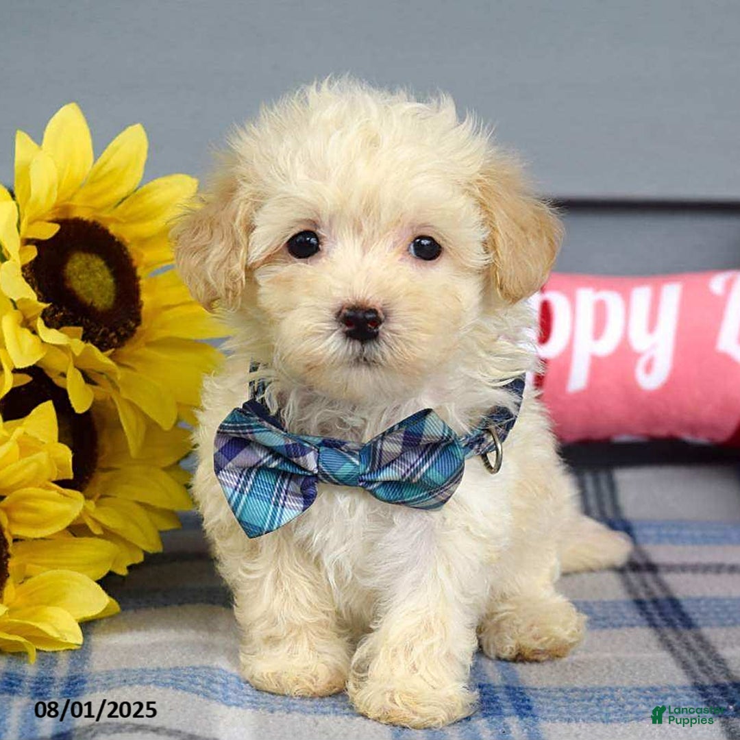 Maltipoo dogs for sale: Max - Image 6