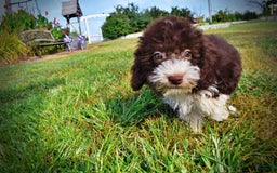 Havapoo dogs for sale: Havapoo 7 puppies - Image 5