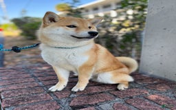 Shiba Inu dogs for sale: Zoro - Image 8