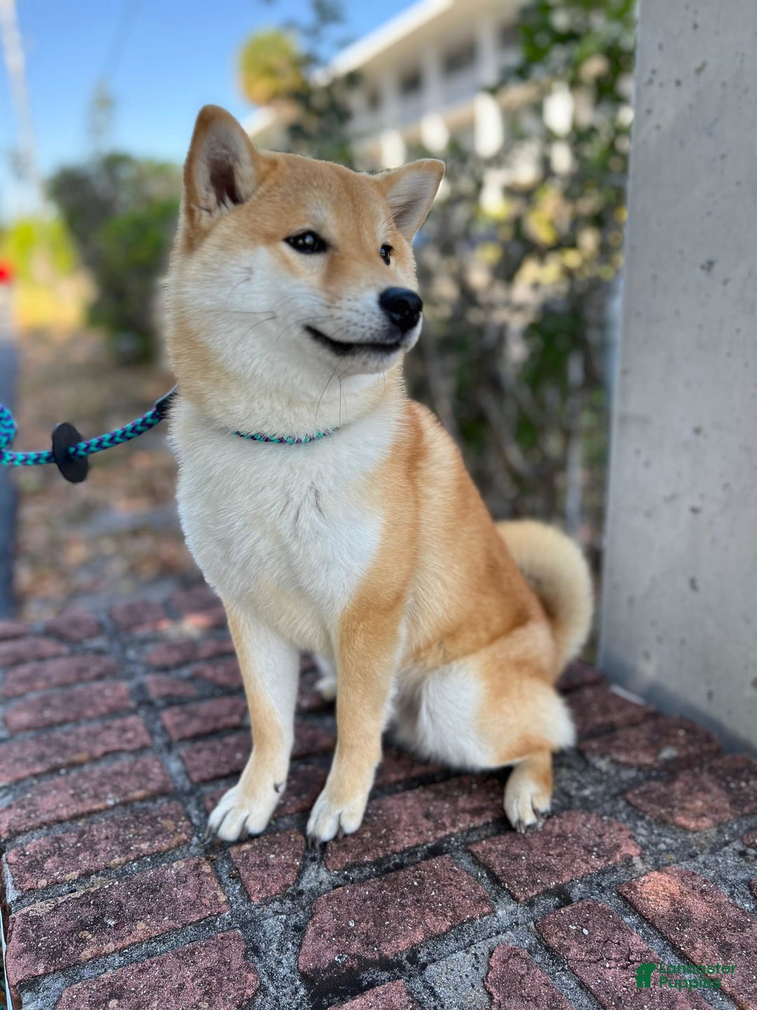 Shiba Inu dogs for sale: Zoro - Image 8