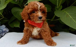 Cavapoo dogs for sale: Finn - Image 1