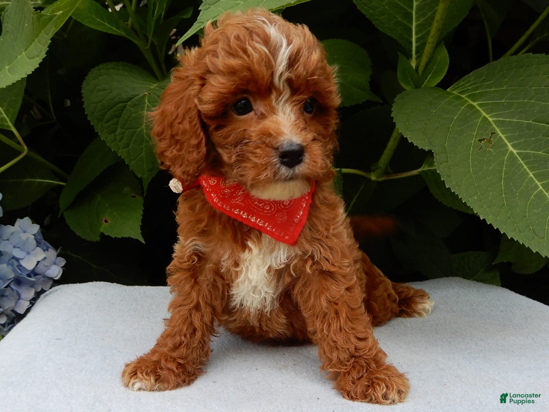 Cavapoo dogs for sale: Finn - Image 1