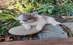 Pomeranian dogs for sale: Hank - Image 4