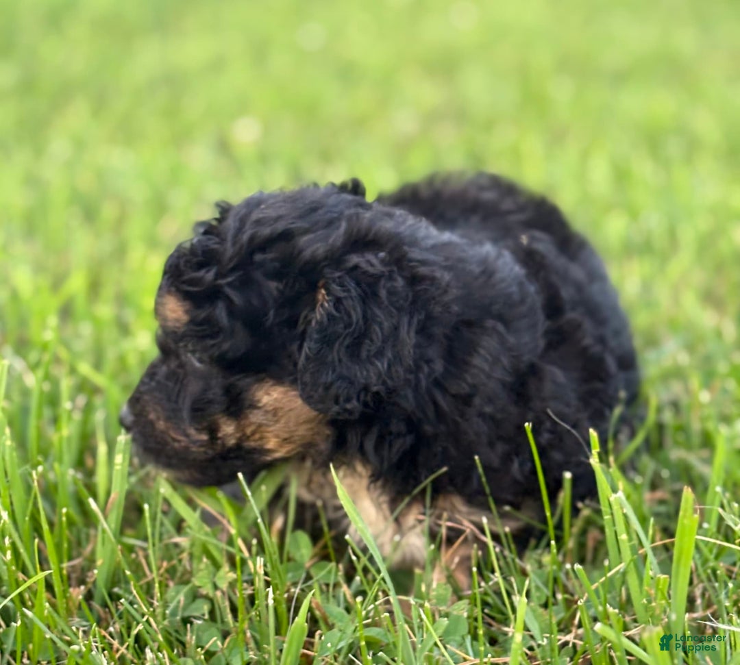 Aussiedoodle dogs for sale: Shiloh - Image 4