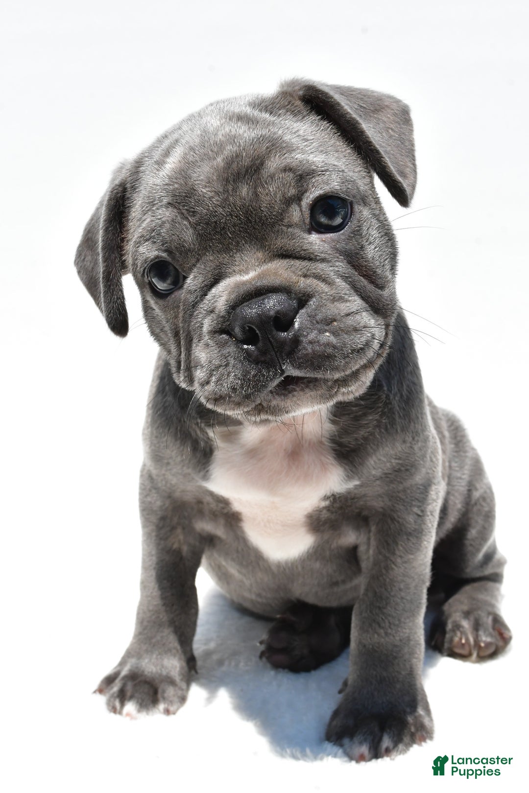 Frenchton dogs for sale: Buddy - Image 2