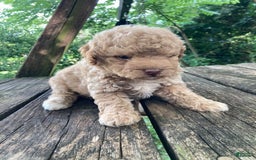 Miniature Poodle dogs for sale: Dexter - Image 28