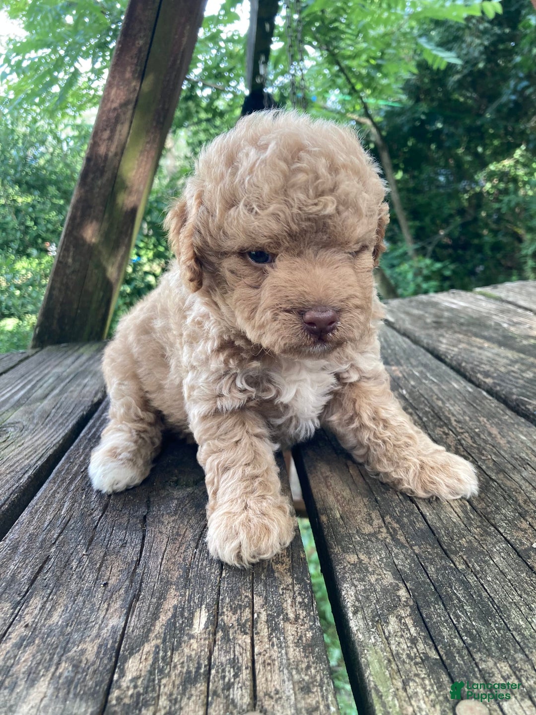 Miniature Poodle dogs for sale: Dexter - Image 28