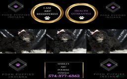 Miniature Poodle dogs for sale: Shirley - Image 2