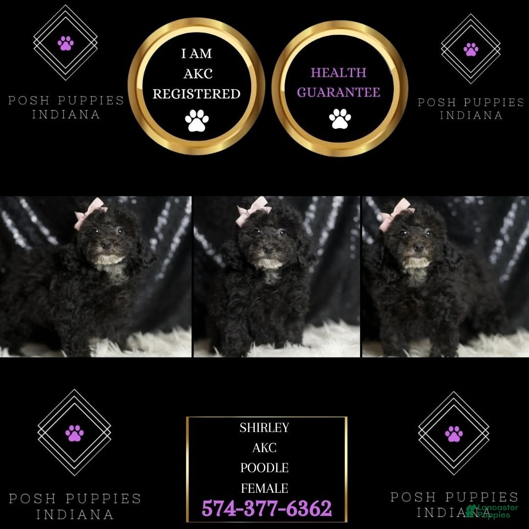 Miniature Poodle dogs for sale: Shirley - Image 2